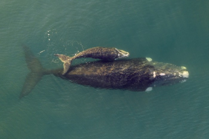 Southern Right Whales