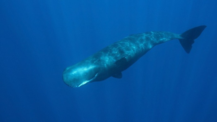 Sperm Whale