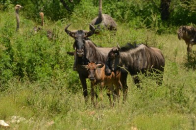 Blue Wildebeest