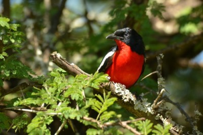 Crimson-breasted Shrike