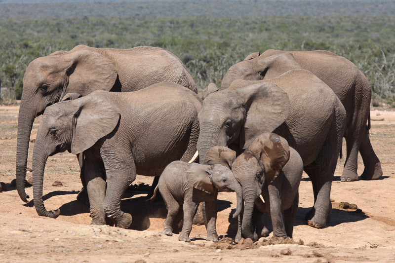 Elephant herd