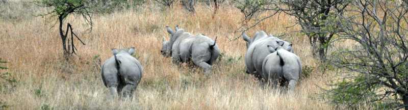 Hopefully you have a better view of White Rhino than this one!