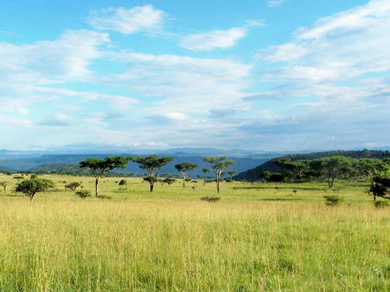 Weenen Game Reserve - savanna