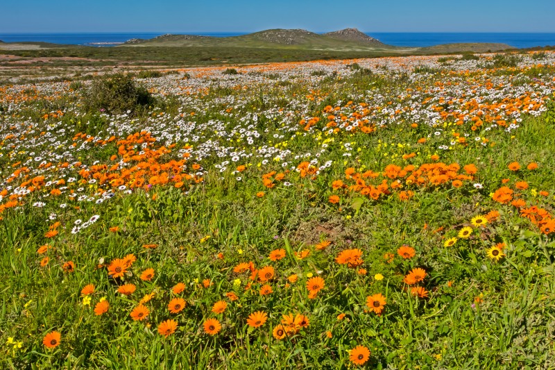 Flowers in the West Coast National Park