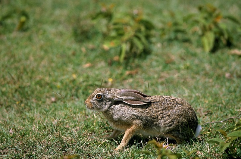 Cape Hare