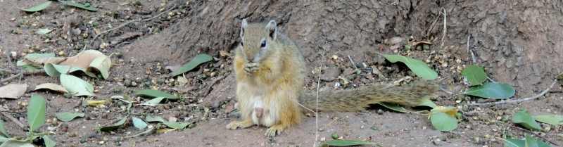 Tree Squirrel at Berg-en-Dal Camp, Kruger National Park