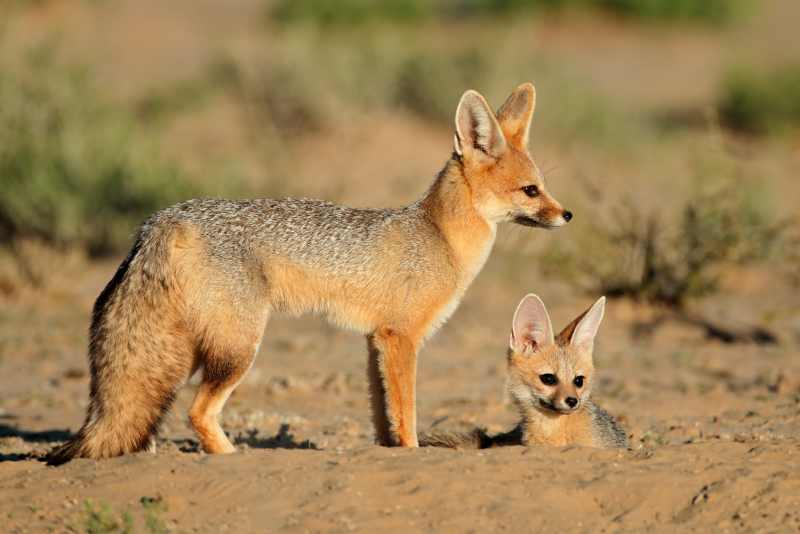 Cape Fox