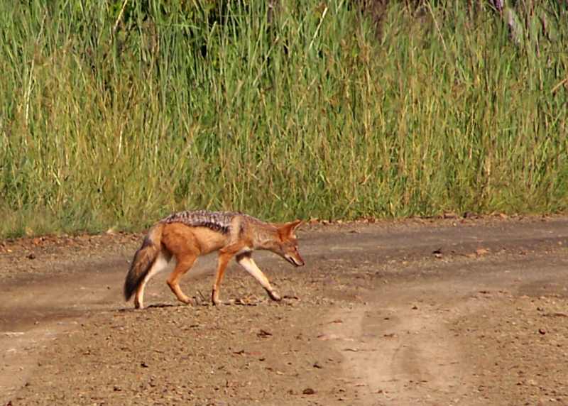 Black-backed Jackal crossing the road at Weenen Game Reserve