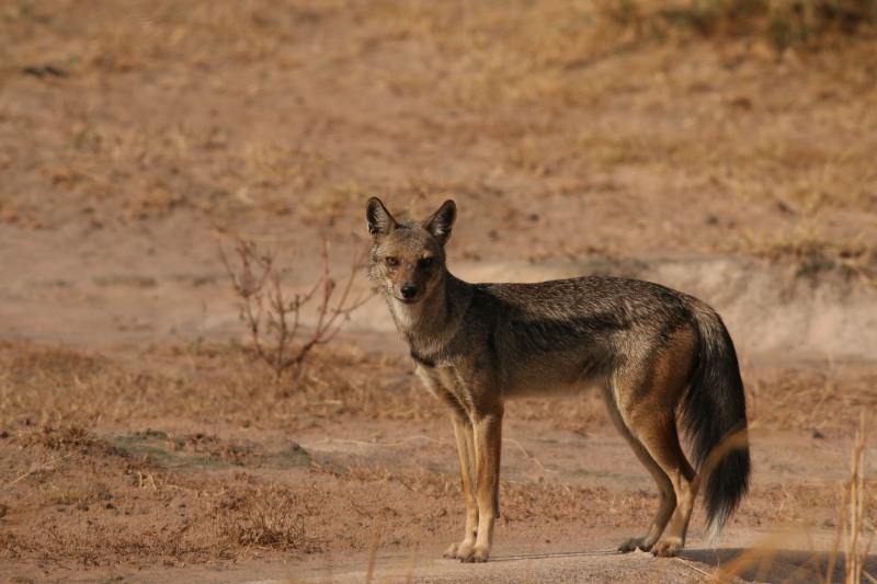 Side-striped Jackal