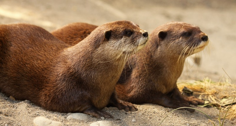 Cape Clawless Otter