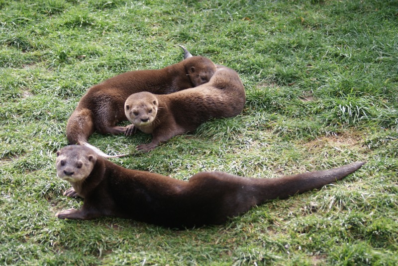 Spotted-necked Otter