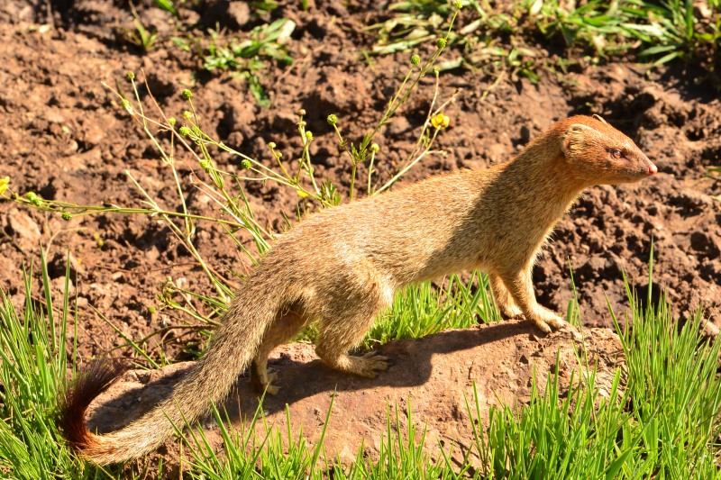 Slender Mongoose near Skukuza in Kruger National Park