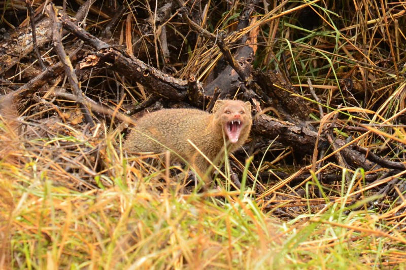 Showing its fangs