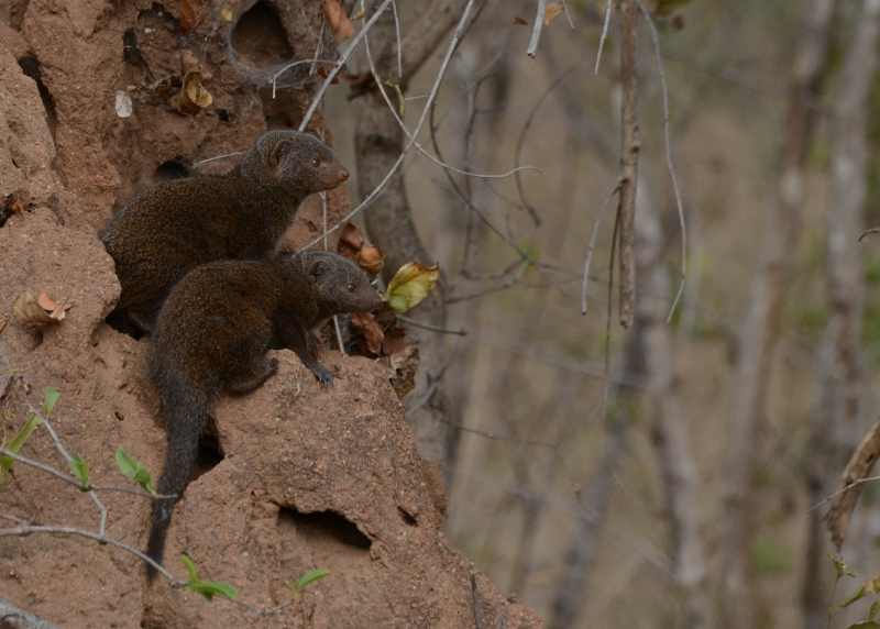 Dwarf Mongoose