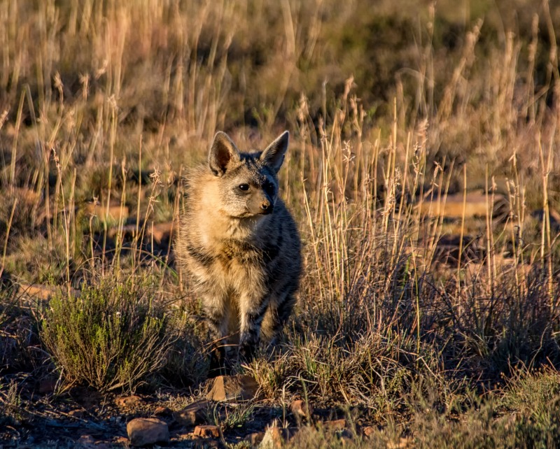 Aardwolf