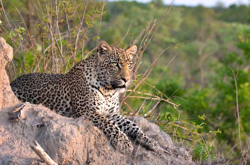 Leopard on the rocks