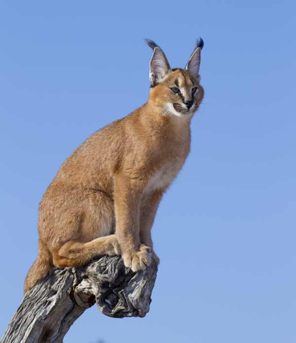 Caracal