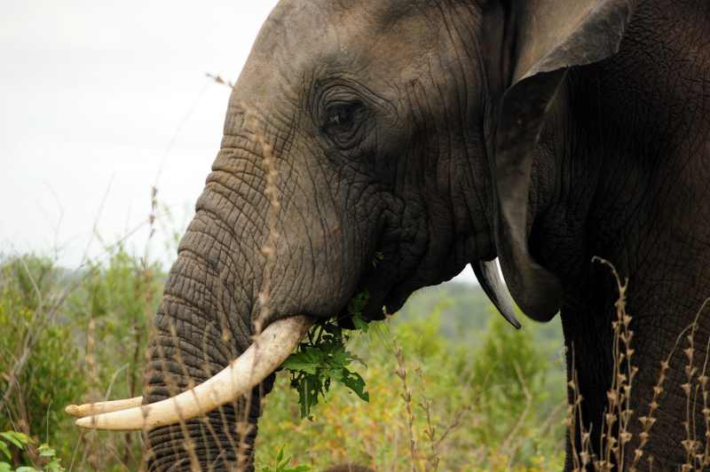 African Elephant