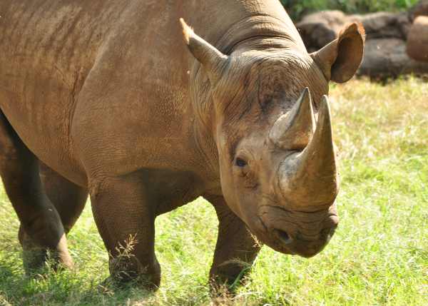 A small group of Black Rhino at Weenen Game Reserve