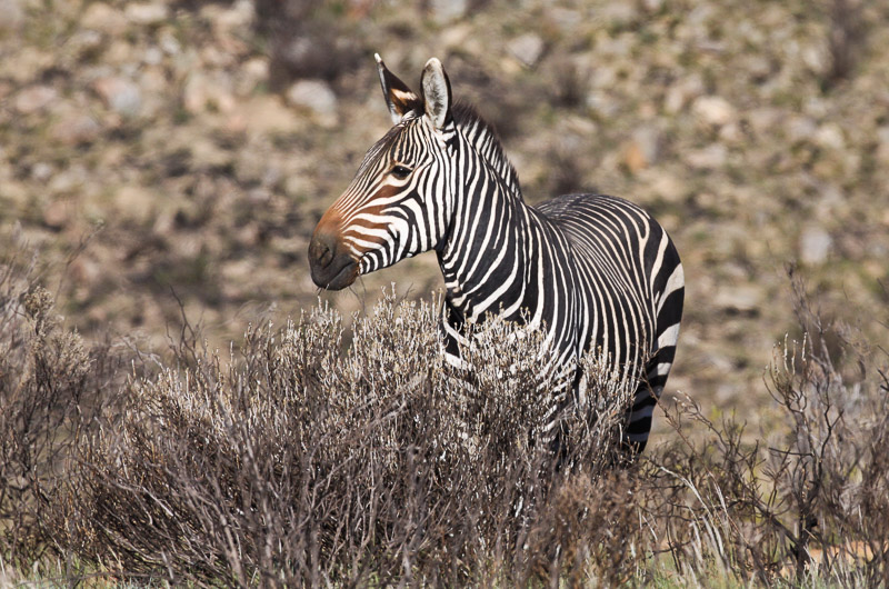 Cape Mountain Zebra