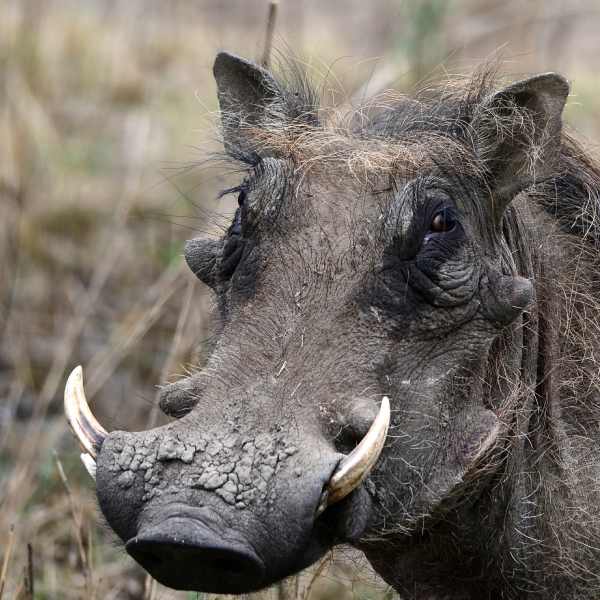 Portrait of a Warthog