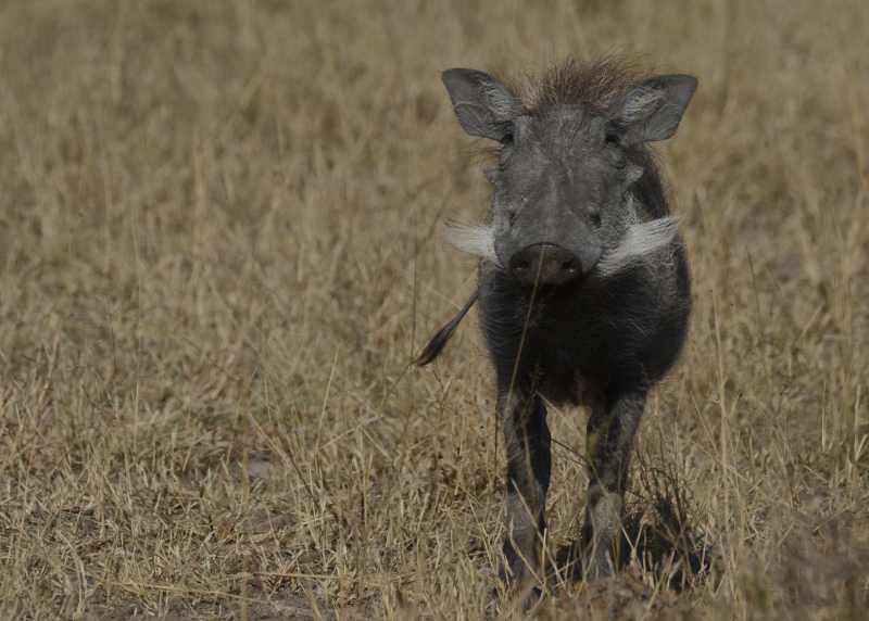 A Warthog watches indignantly in Kruger National Park