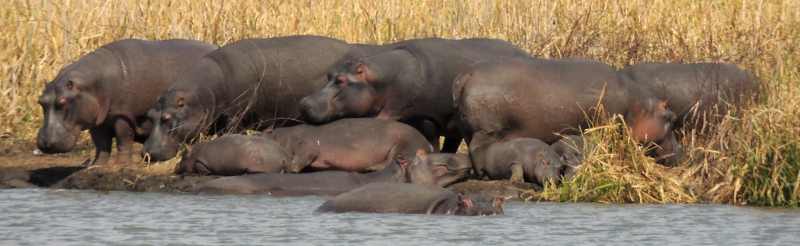 Hippo having a lazy day by the dam