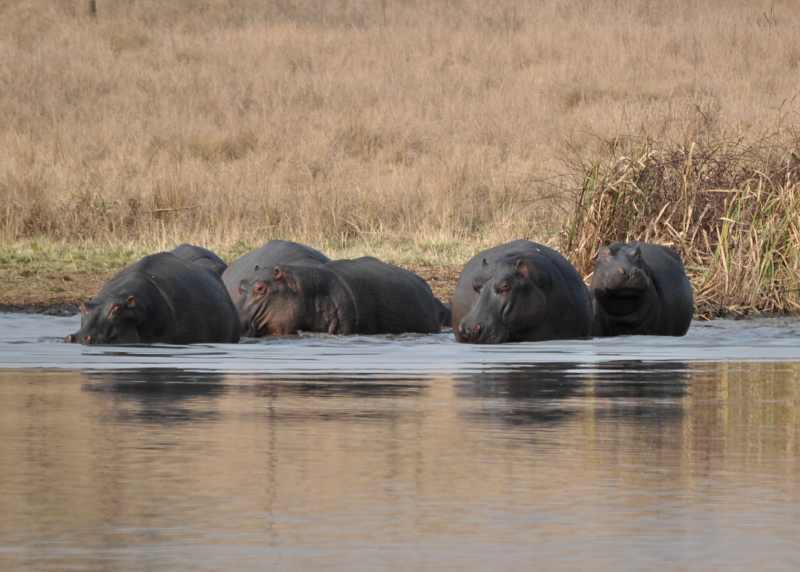 Hippo spend a lot of time in the water