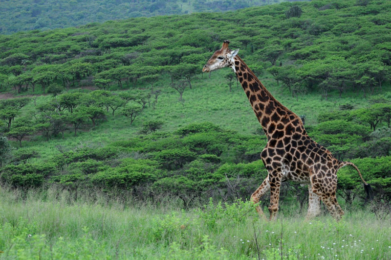 A Giraffe crosses a field in a game reserve