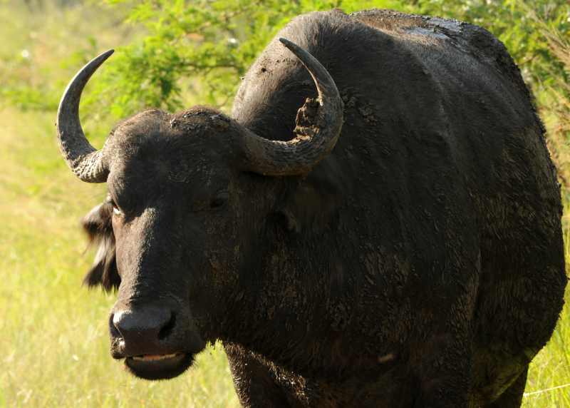 Cape Buffalo covered in mud