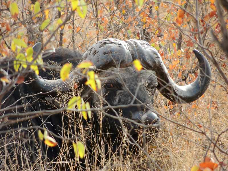 Cape Buffalo bull