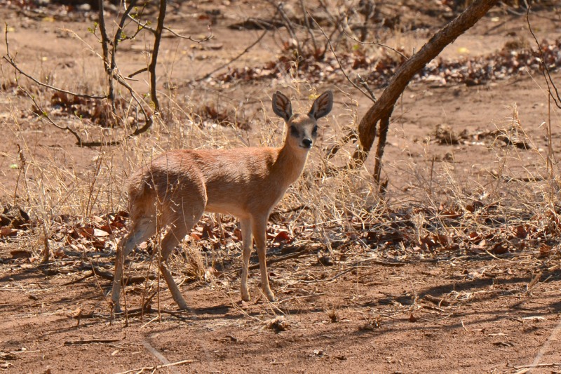 Sharpe's Grysbok