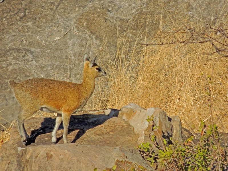 A Klipspringer in Kruger National Park