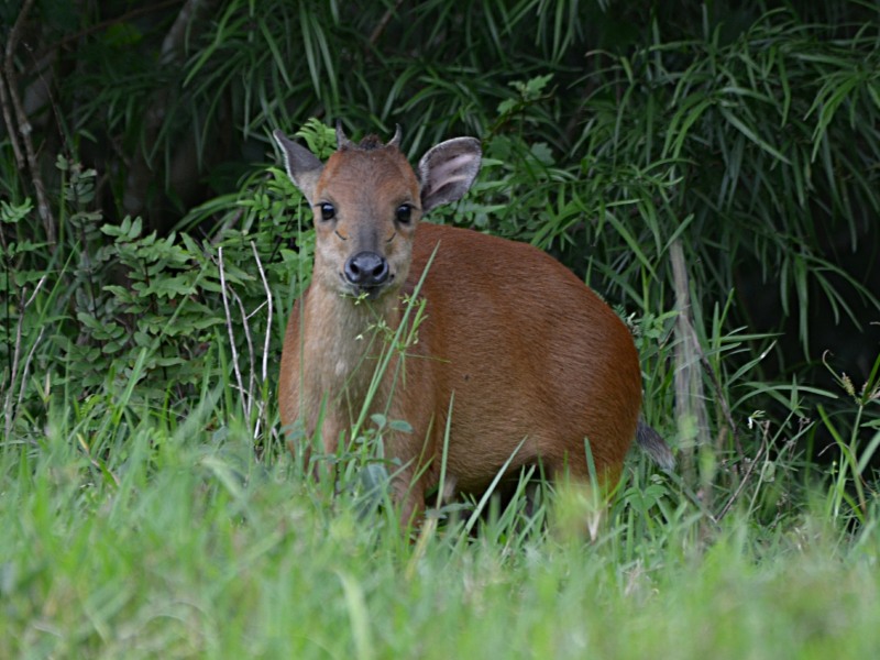 Red Duiker