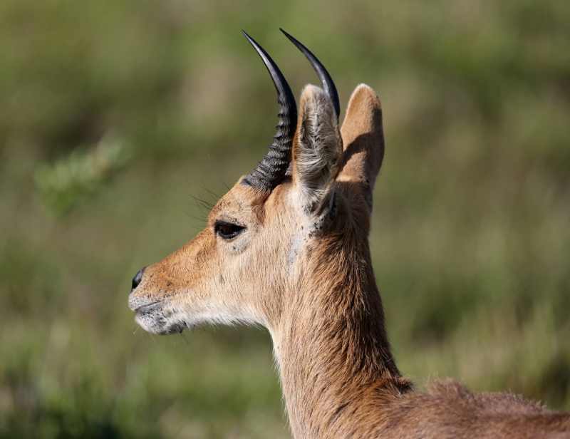 Male Mountain Reedbuck