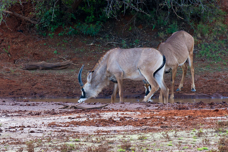 Roan Antelope