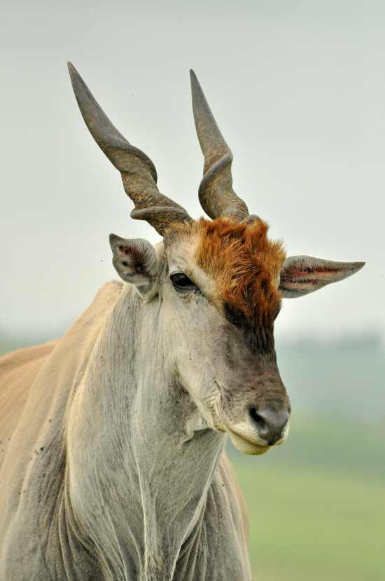 Eland portrait