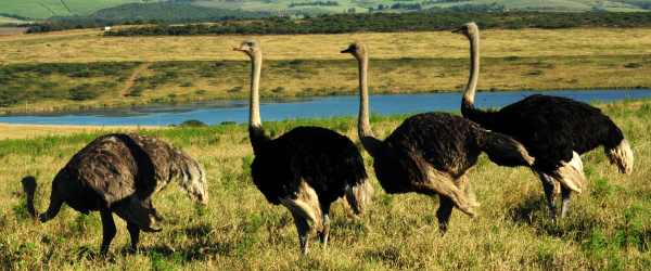 Common Ostrich