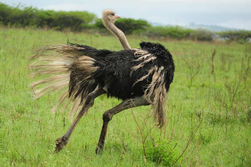 Common Ostrich