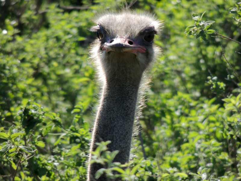 Ostrich