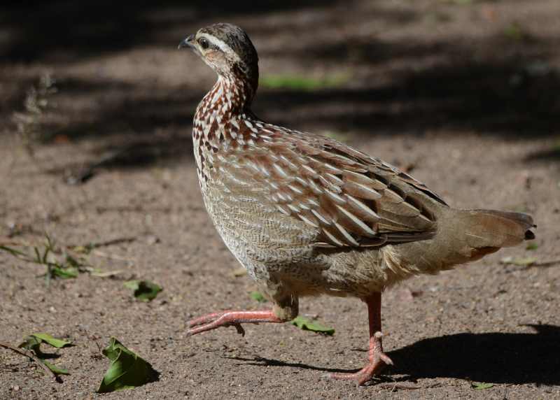 Crested Francolin running