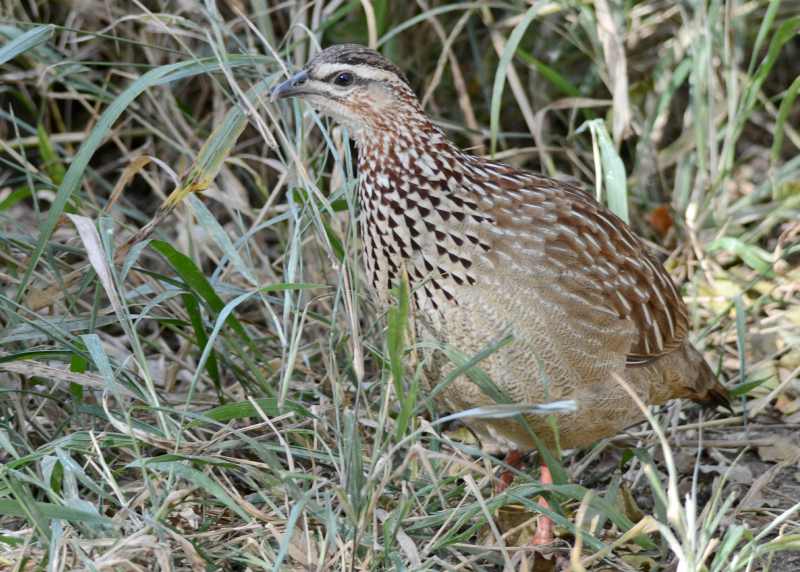 Crested Francolin