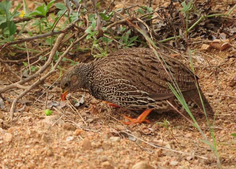 Natal Spurfowl in Kruger National Park