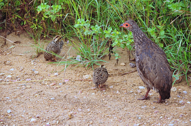 Swainson's Spurfowl