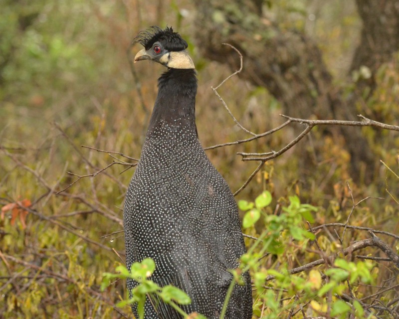 Crested Guineafowl in False Bay Park