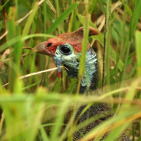 Helmeted Guineafowl in Kruger National Park