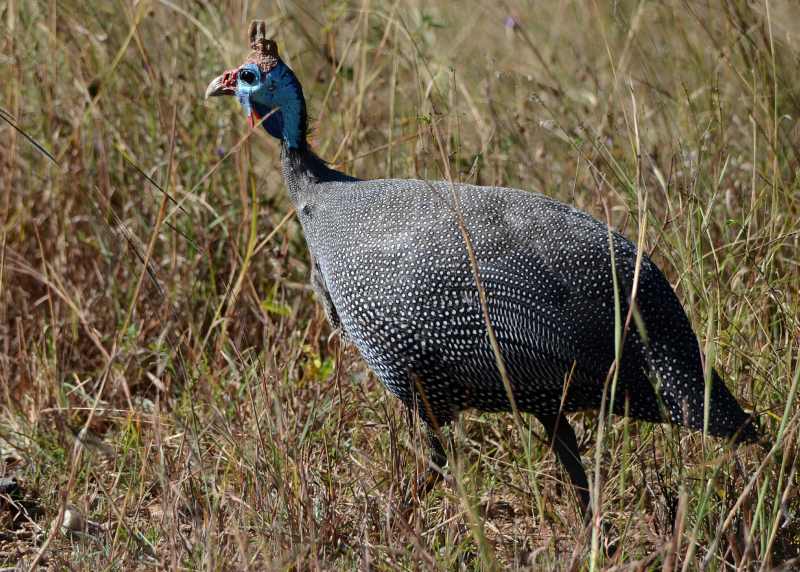 Helmeted Guineafowl in Kruger National Park