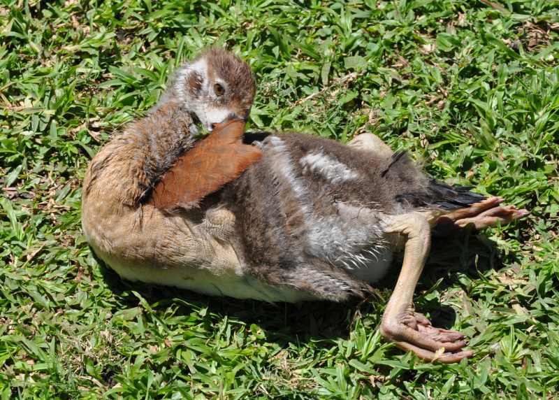 Fledgeling Egyptian Goose - not a pretty site!