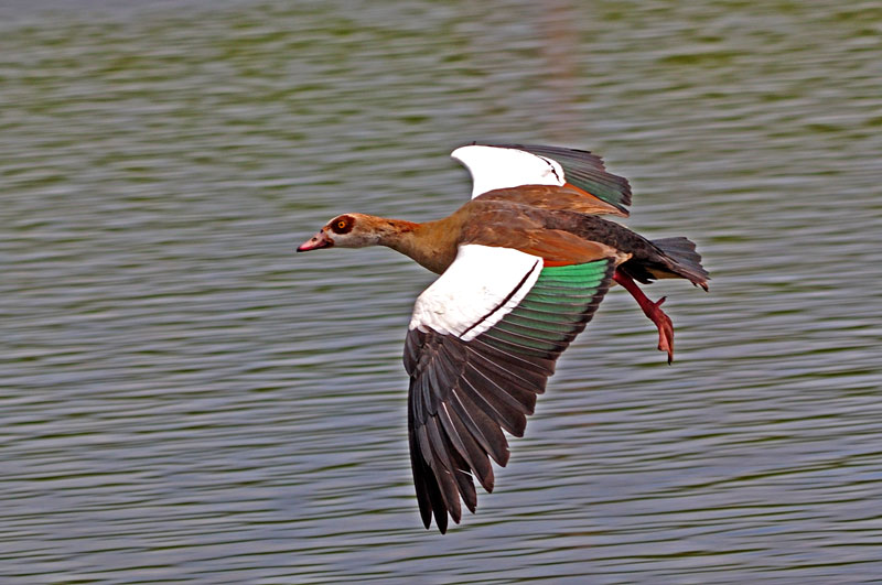 Egyptian Goose in flight