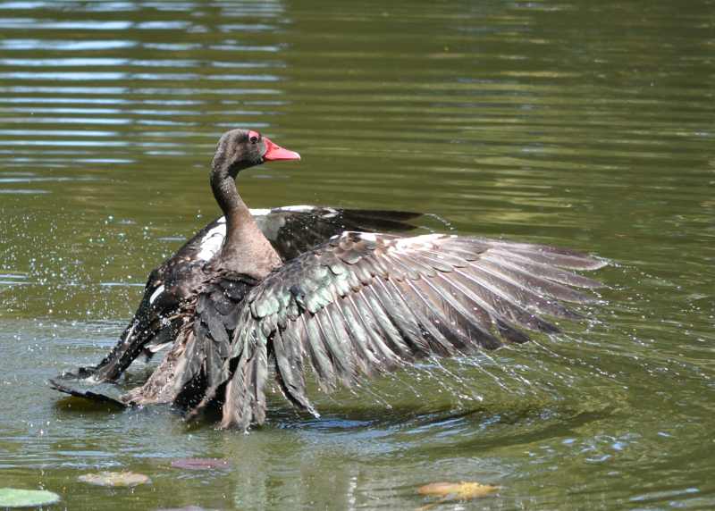 Spur-winged Goose